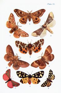 Different types of moths, illustration from the book Butterflies, Moths and Other Insects and Creatures of the Countryside, published 1927